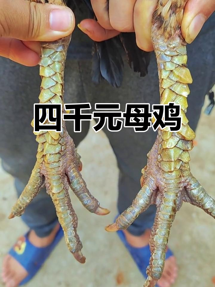 见过四千块一只的母鸡吗?西贡鬼母,珍贵种源