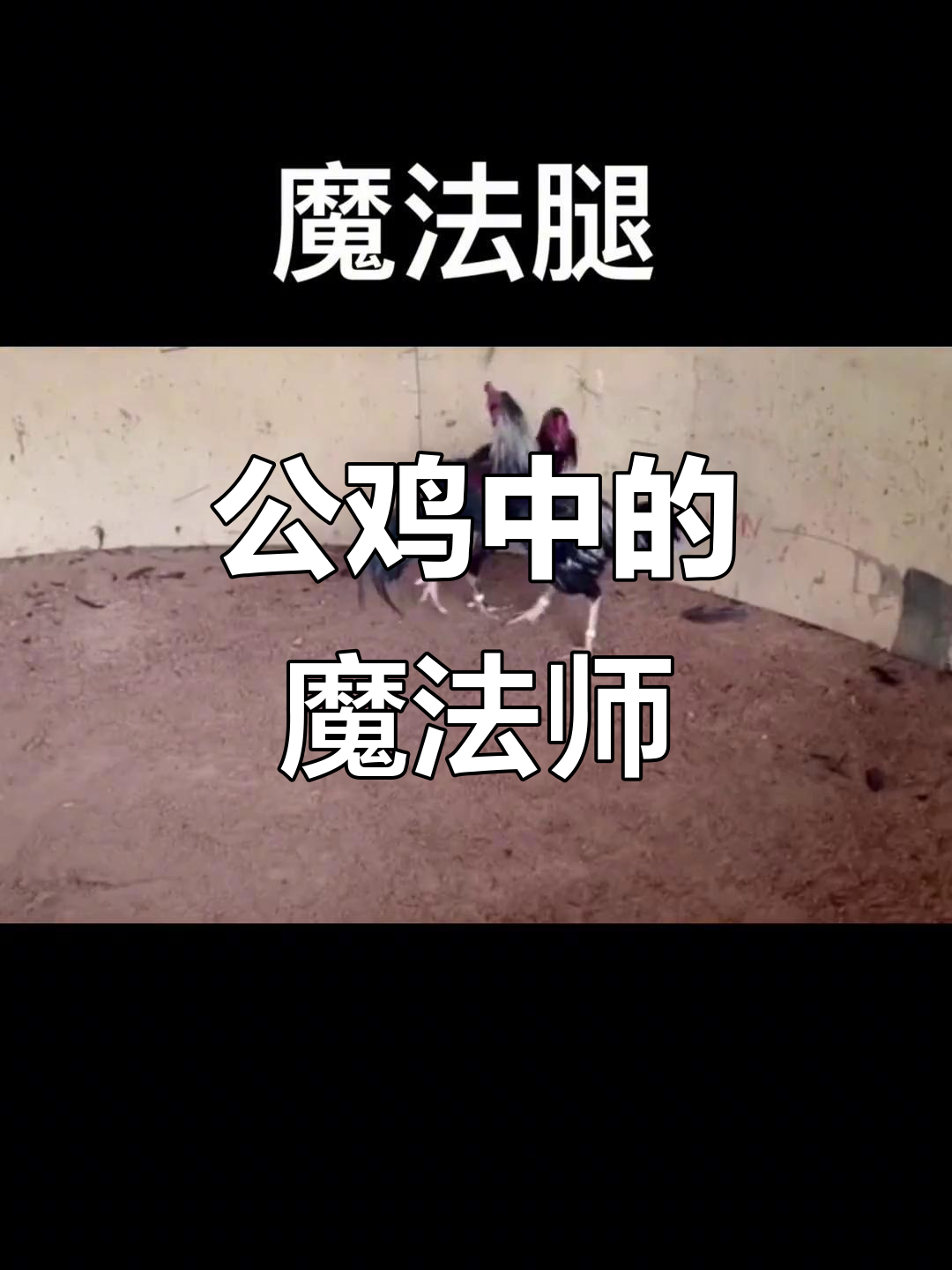 泰国公鸡大变身,战斗机般的神奇力量