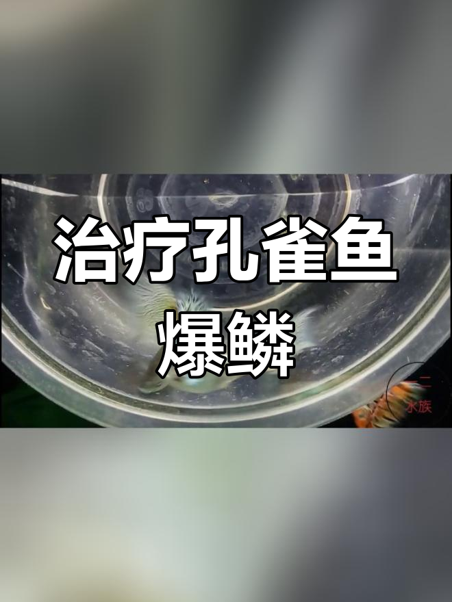 孔雀鱼炸鳞治疗方法