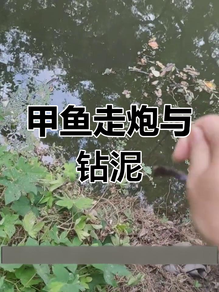 甲鱼泡的两种类型解析