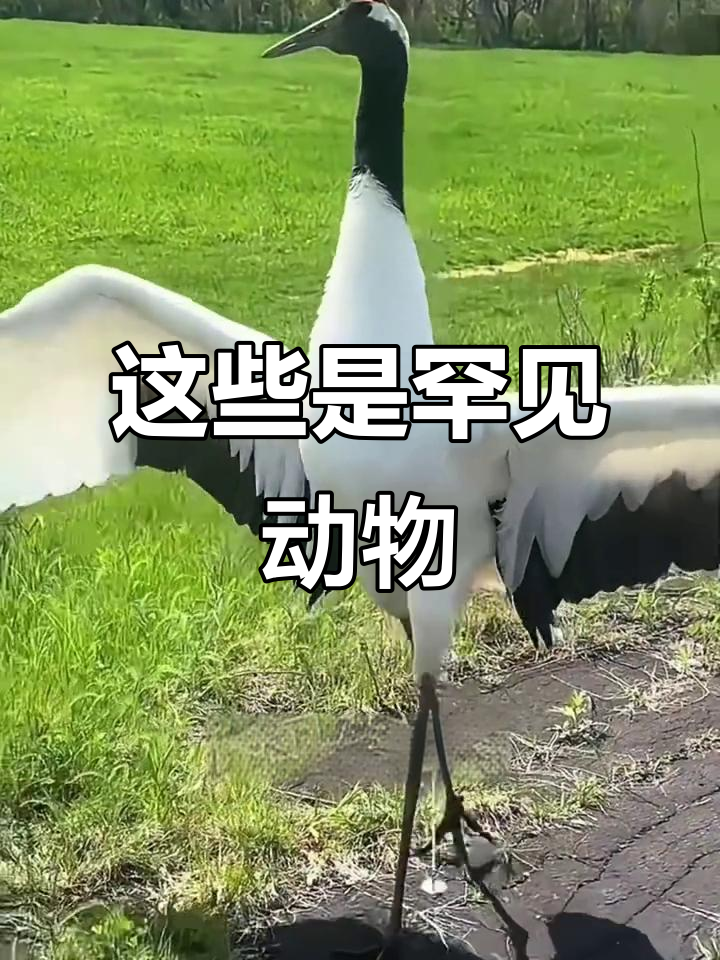 稀有动物大揭秘:丹顶鹤、黑嘴松鸡等惊艳登场