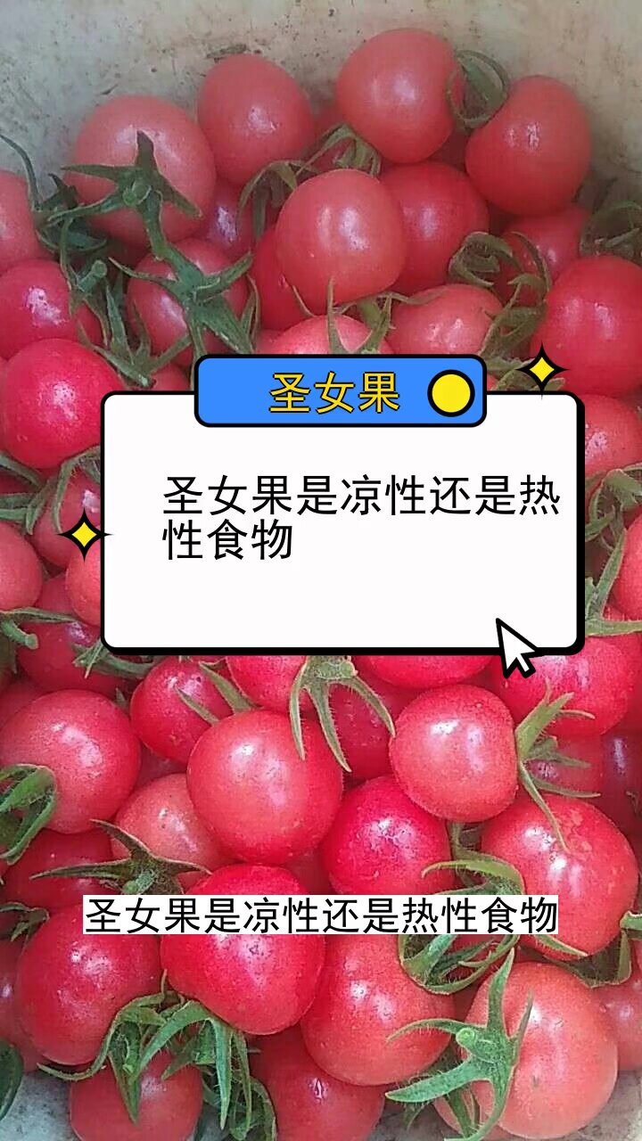 圣女果是凉性还是热性食物
