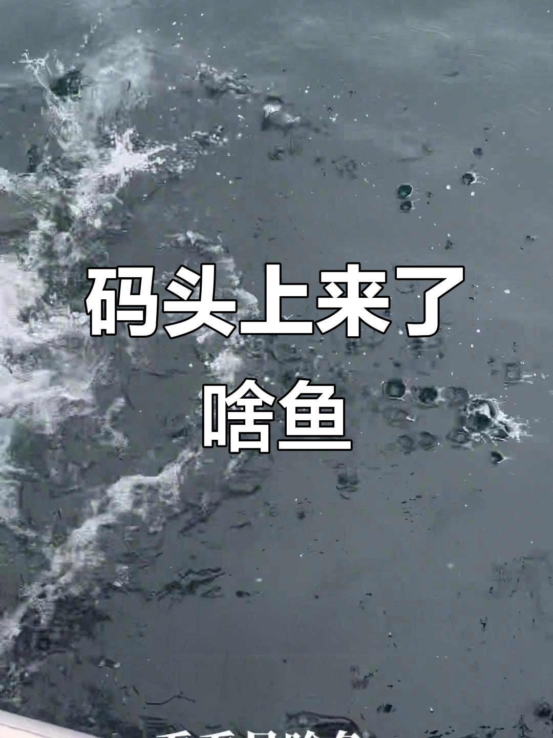 港口码头现场实拍,这是什么鱼?