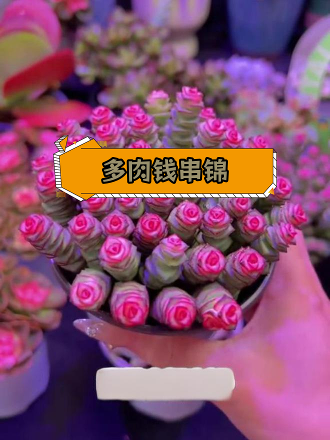 钱串锦:寓意财源广进的多肉植物