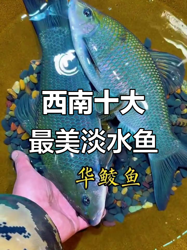 西南地区最受欢迎的淡水鱼排名,桂鱼、雅鱼等上榜!