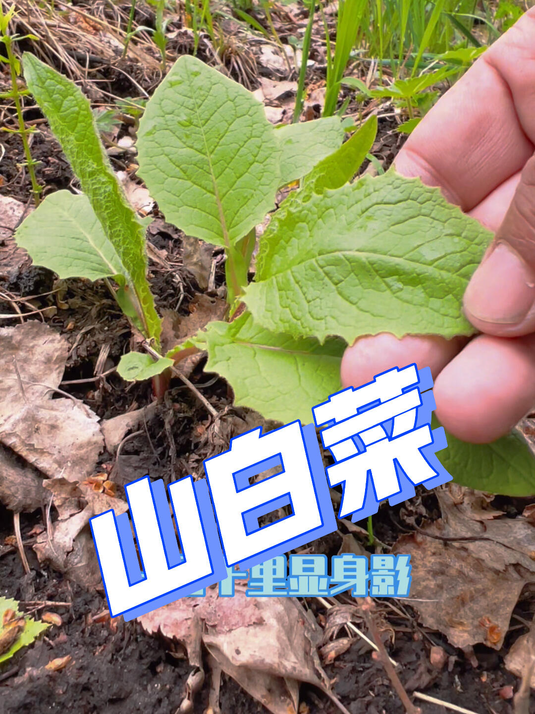 有朋友想看山白菜,今天它来了!