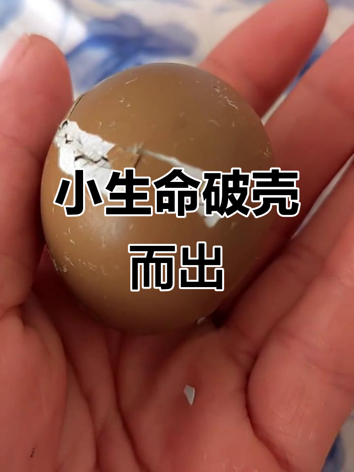 野鸡崽出生记：从蛋壳到小生命的奇迹时刻