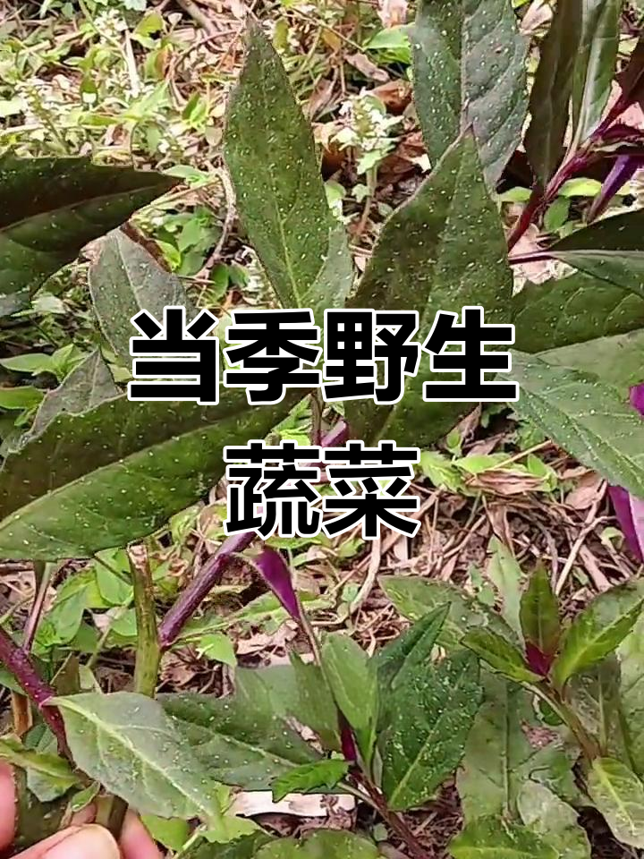 广东十种常见野菜,你吃过几种?