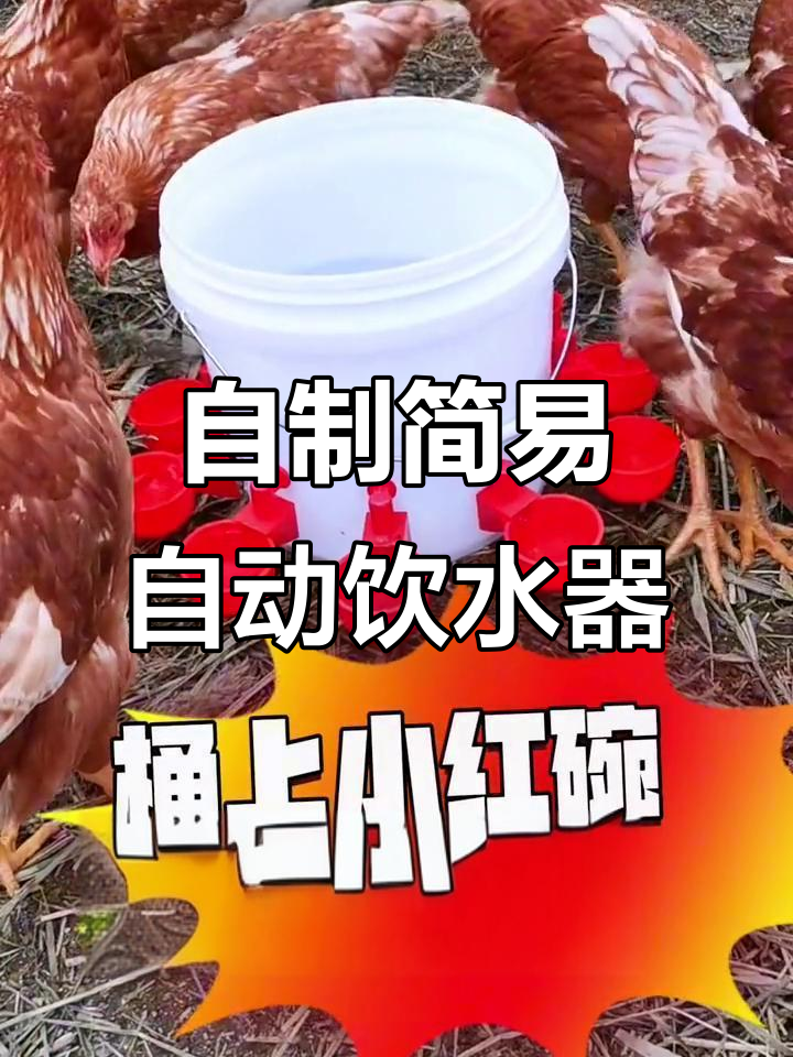 散养鸡必备自动饮水器,DIY教程轻松搞定