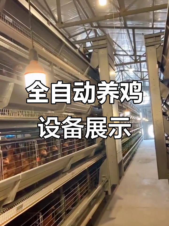 蛋鸡笼全自动设备,品质一目了然