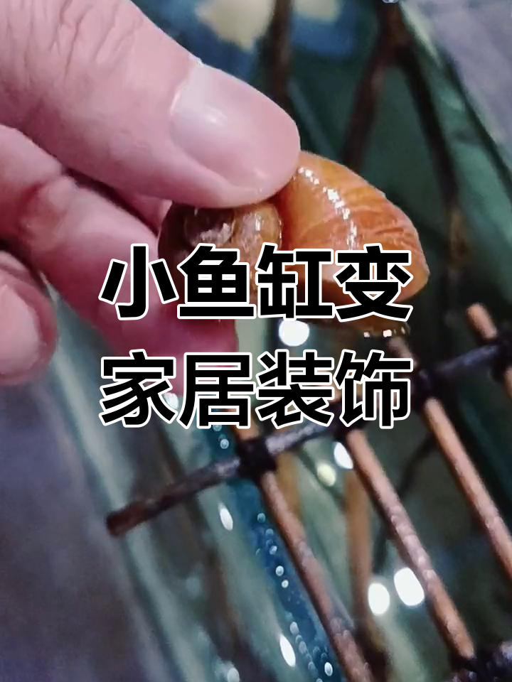 捡到的小鱼缸,简单造景后成了茶几上的小景观