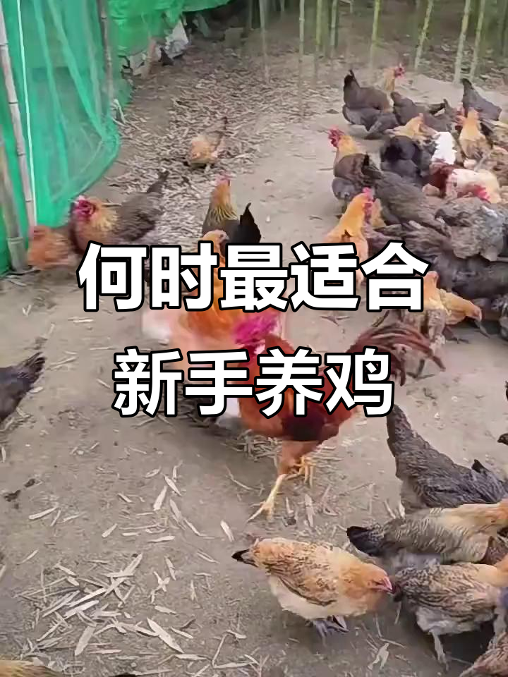 新手养鸡最佳时机,选对时间让你事半功倍