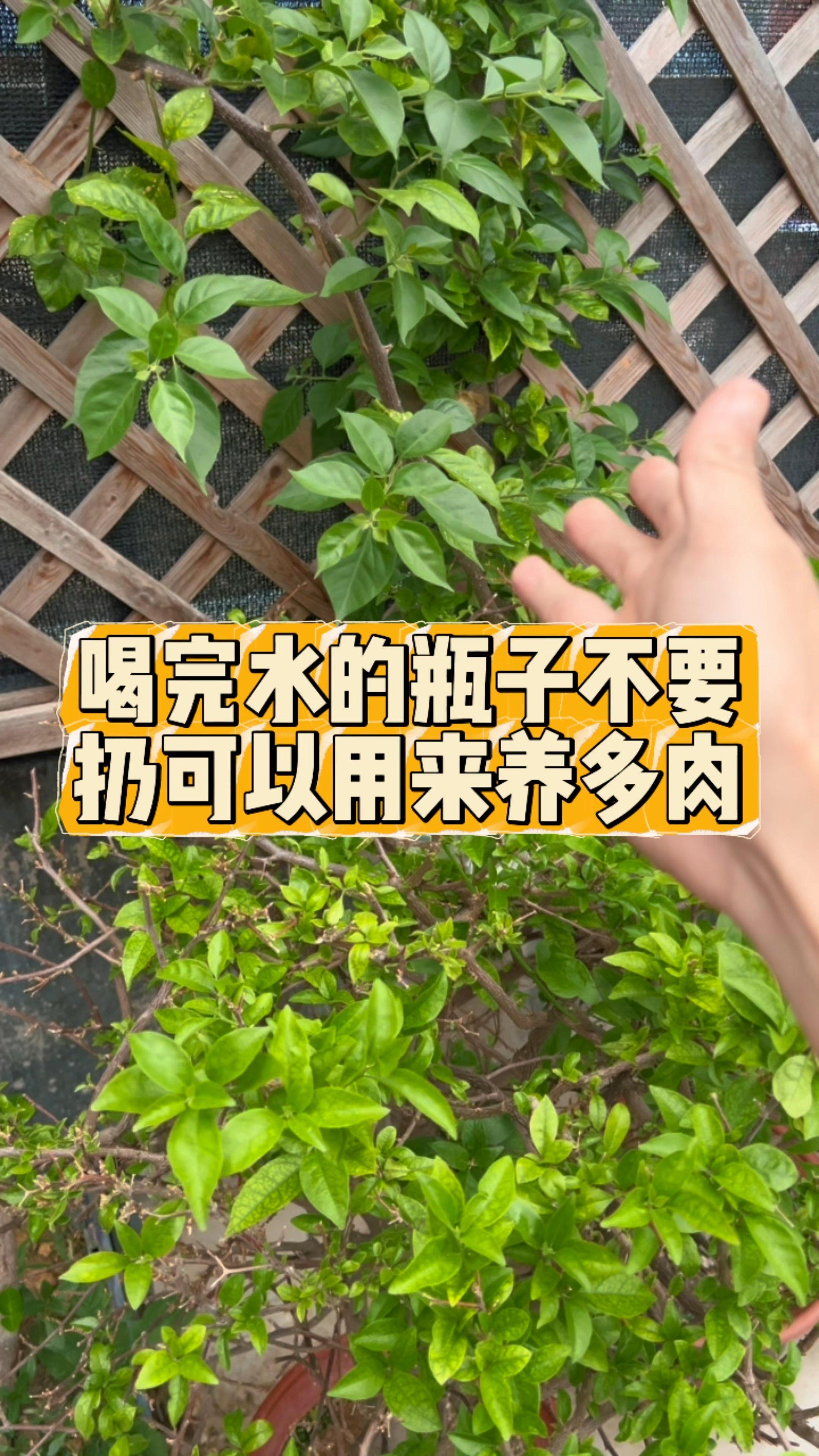 喝完水的矿泉水瓶不要扔,用它来养多肉美极了