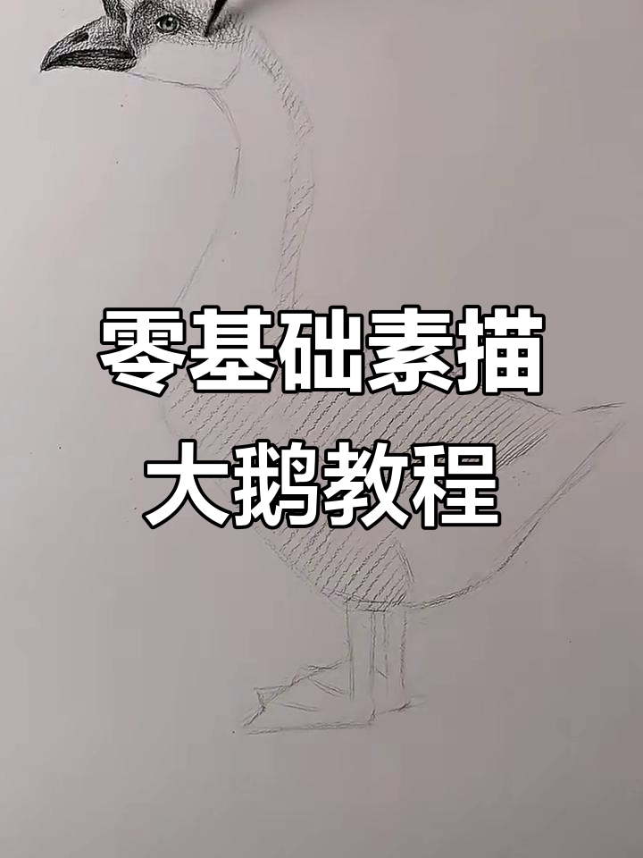 从零基础到素描大鹅，简单步骤教你轻松上手