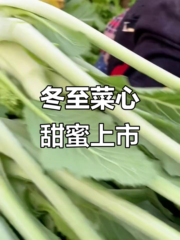 冬至将至,增城菜心甜美登场!纯天然绿色蔬菜等你尝