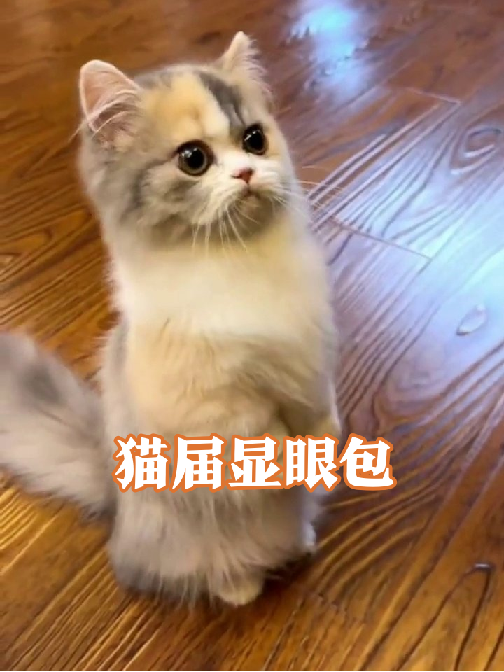 小猫打架照镜子还排队！每只都是行走的表情包