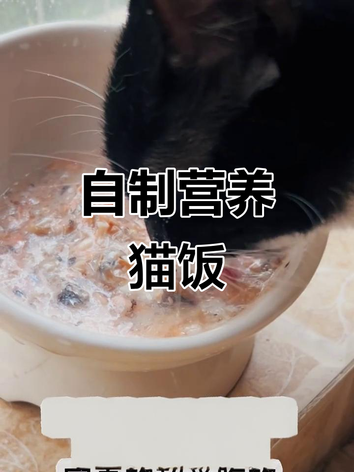 低成本自制健康猫饭,三文鱼边角料轻松搞定