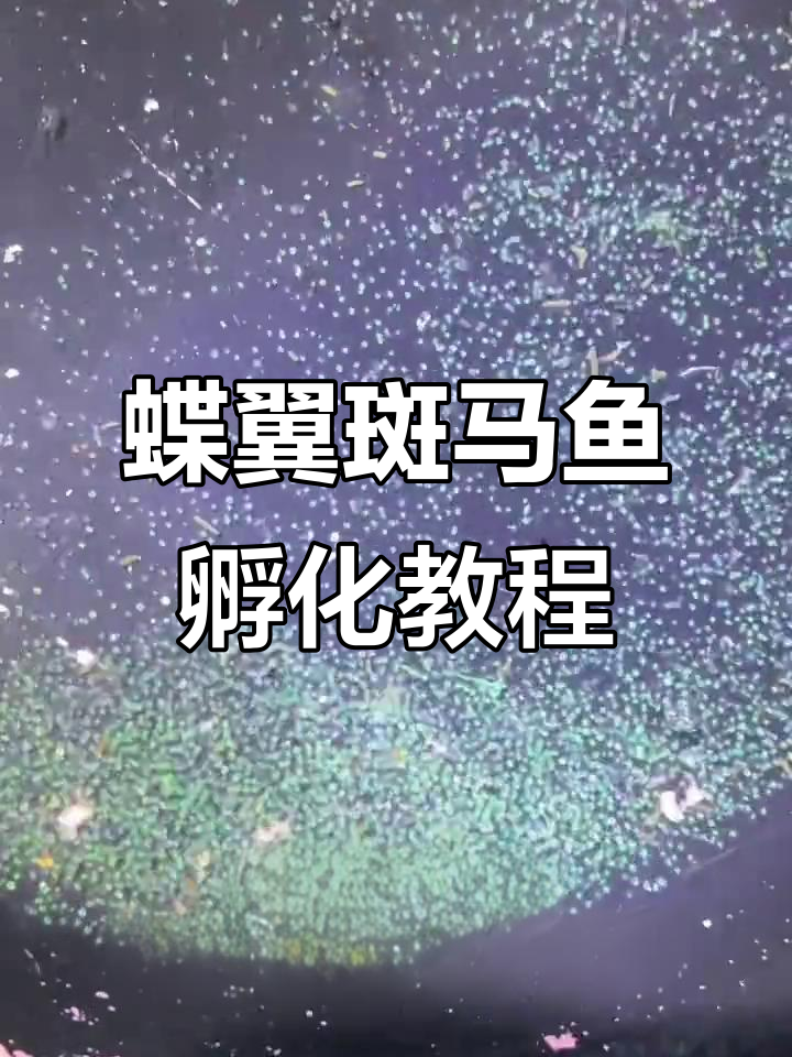 蝶翼斑马鱼孵化技巧:从产卵到开口喂食全攻略