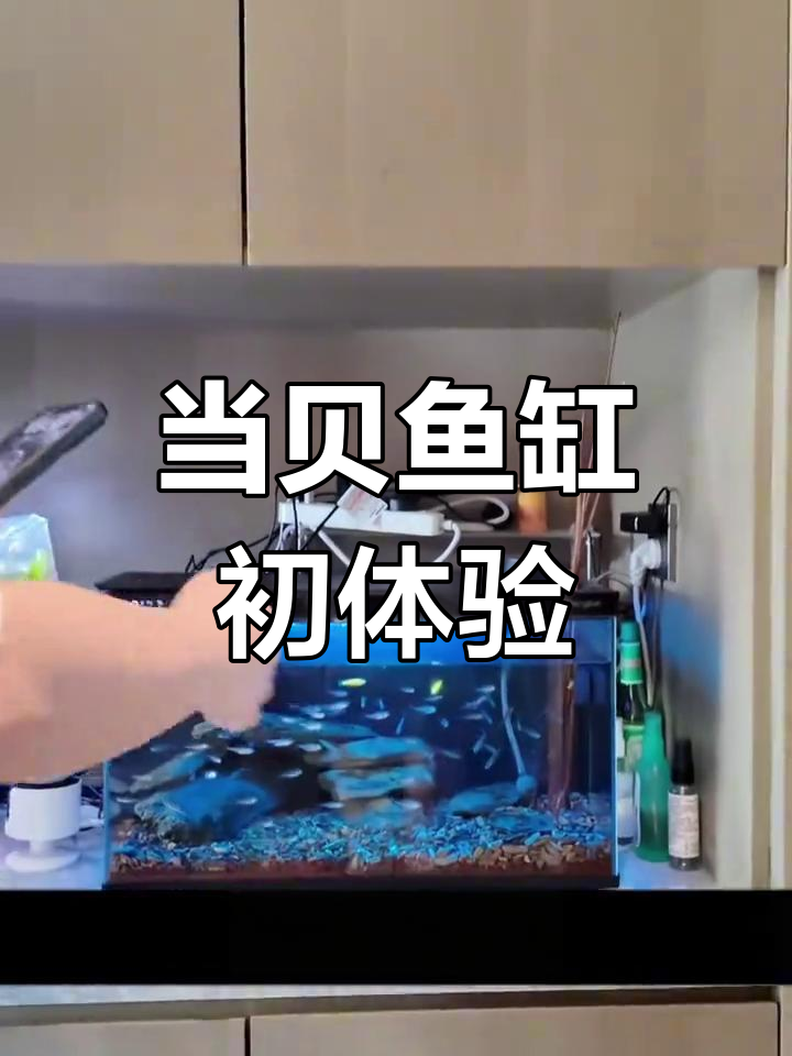当贝智能鱼缸评测:第一印象与常见评论分析