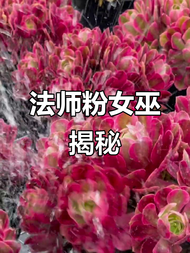 探秘法师粉女巫:多肉植物中的美丽传说