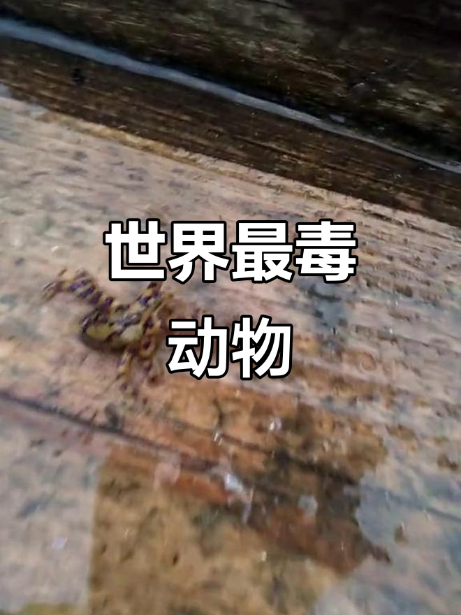 蓝环章鱼:世界上最毒的生物,小心应对