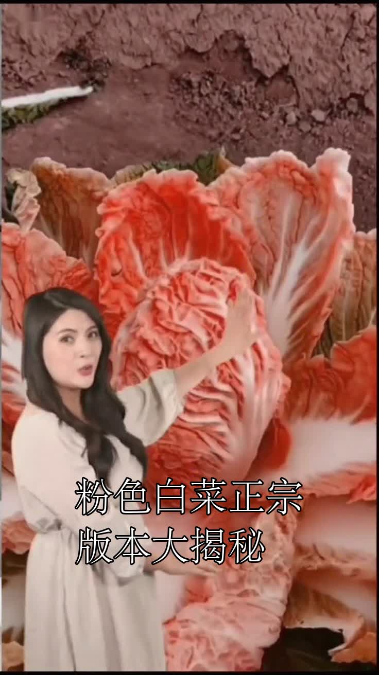 粉色白菜正宗版本大揭秘