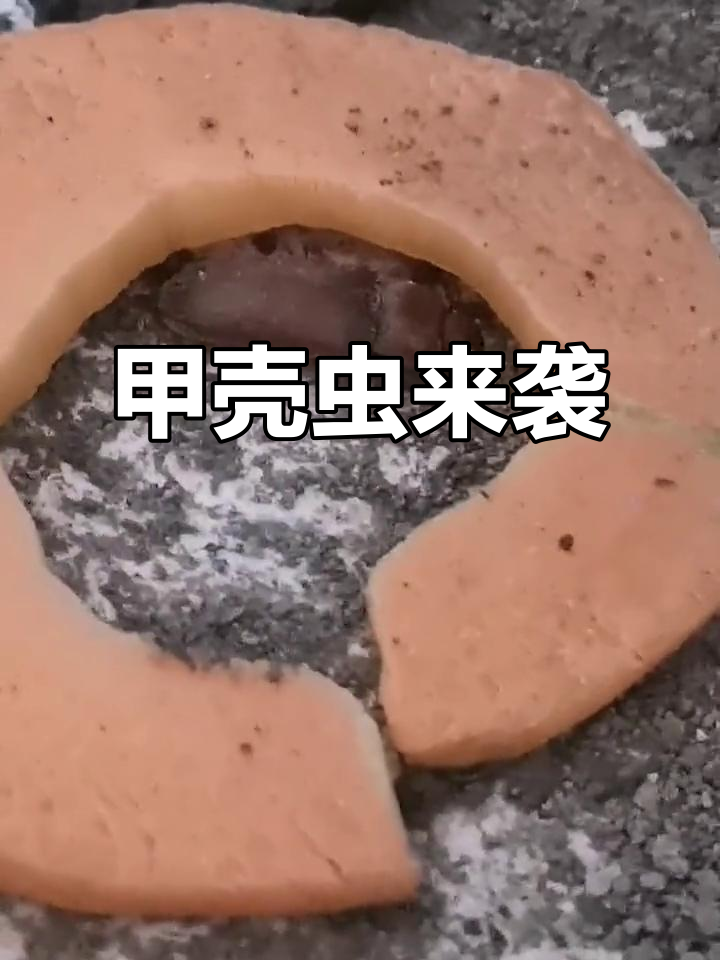 甲壳虫突然闯入面包虫家,竟然是这样来的!