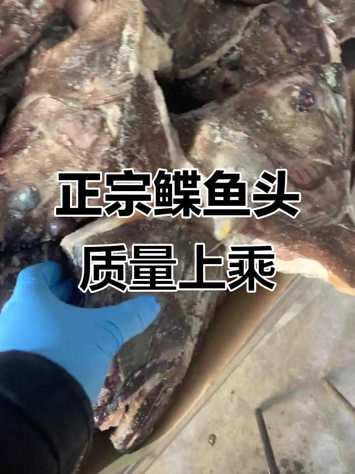 新鲜鲽鱼头到货,鲜红鱼鳃保证品质