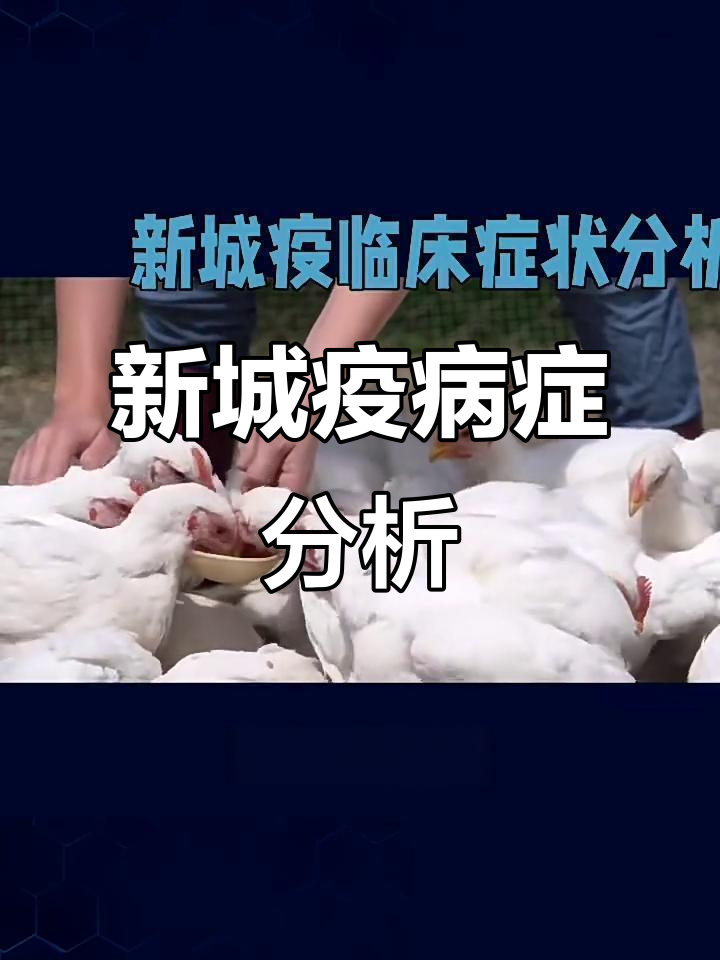 鸡新城疫症状与防治方法全解析