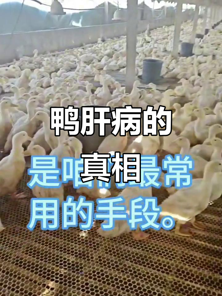 鸭肝病发病原因与症状解析，养殖人必看