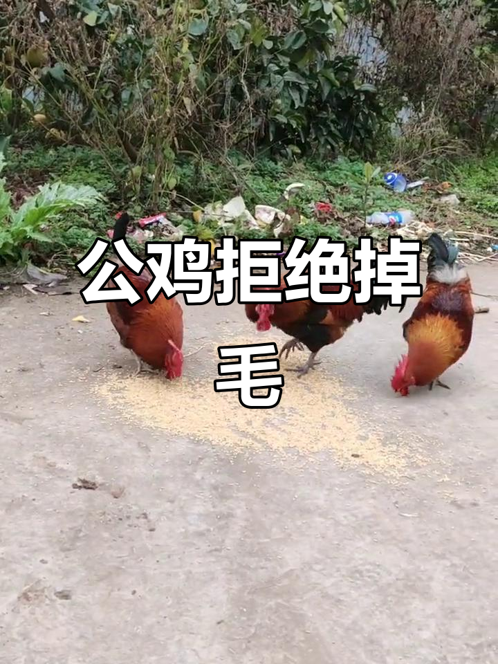 公鸡最后的倔强,一毛不拔的搞笑时刻