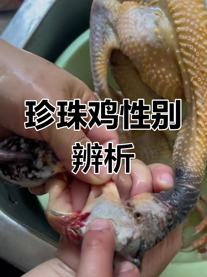 珍珠鸡公母辨别法:量一量三角形面积,轻松分辨!