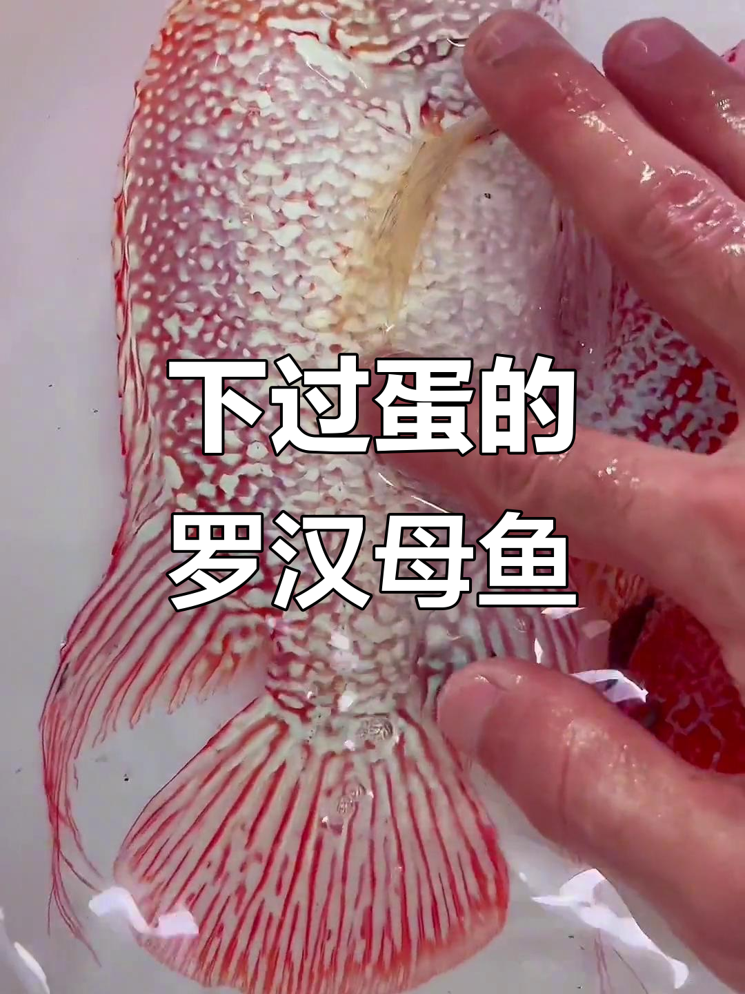 德萨母鱼刚下蛋,颜色变淡但依然美丽