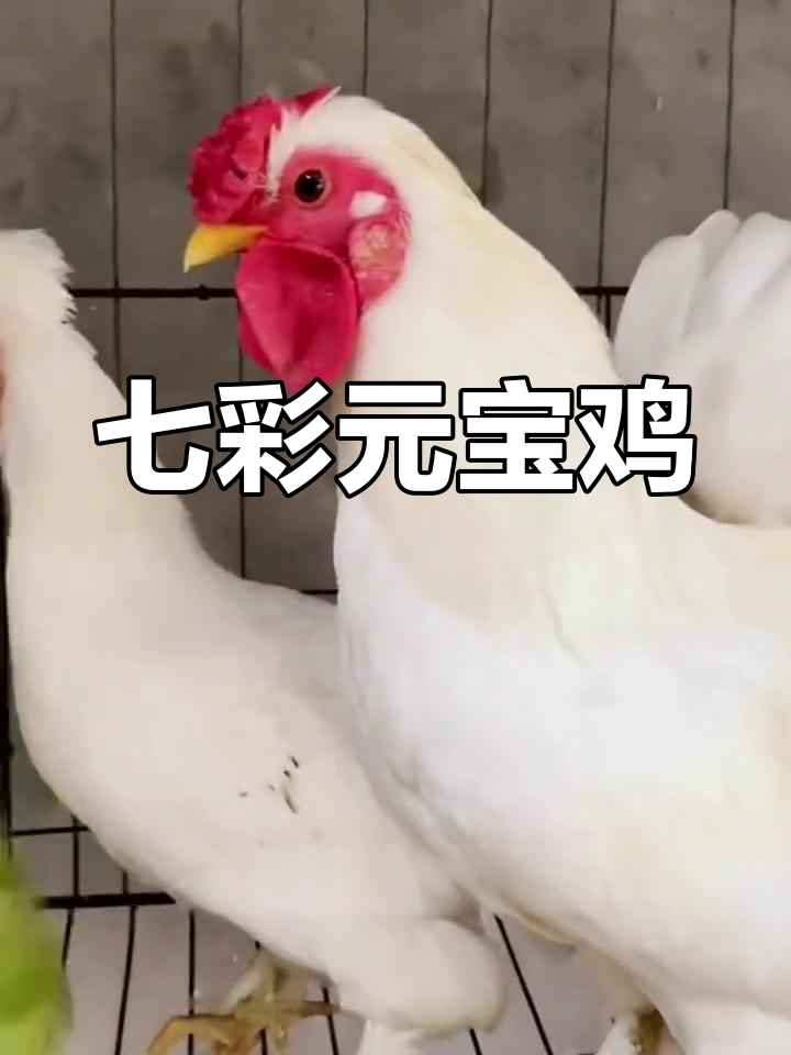 元宝鸡,色彩斑斓的小型观赏鸡