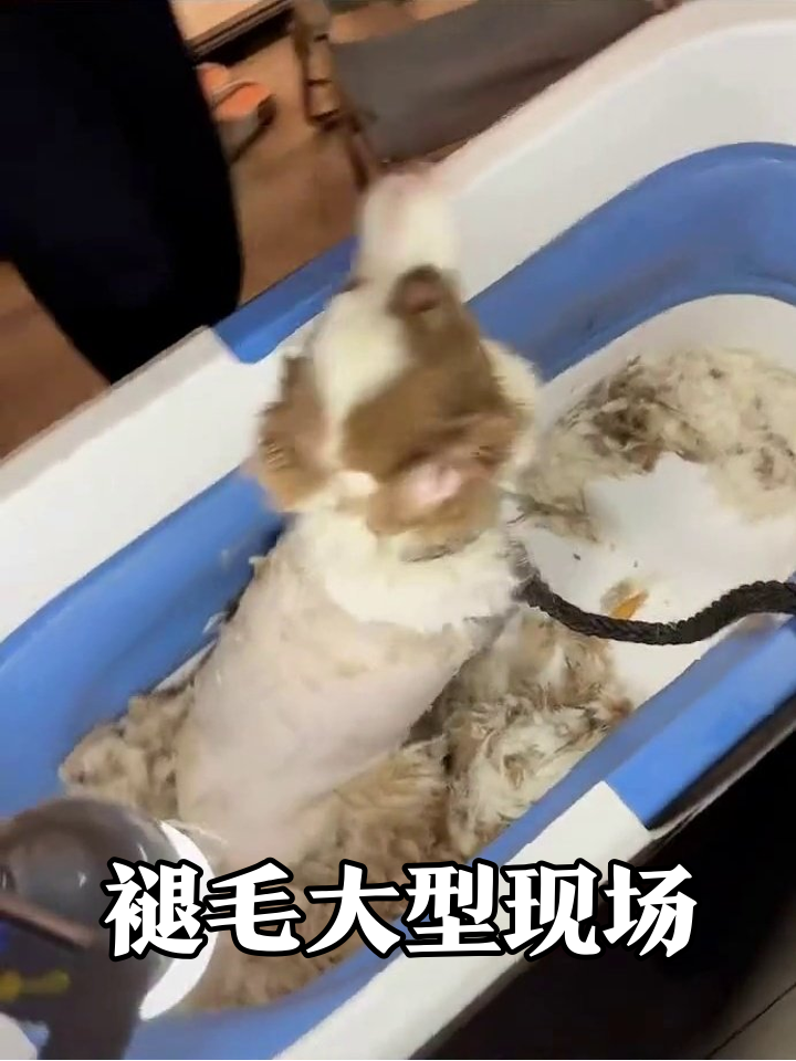 狗子剃毛前淡定如佛,剃完秒变表情包!
