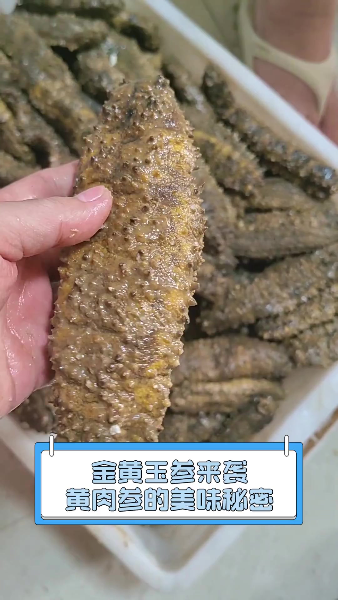 金黄玉参来袭,黄肉参的美味秘密