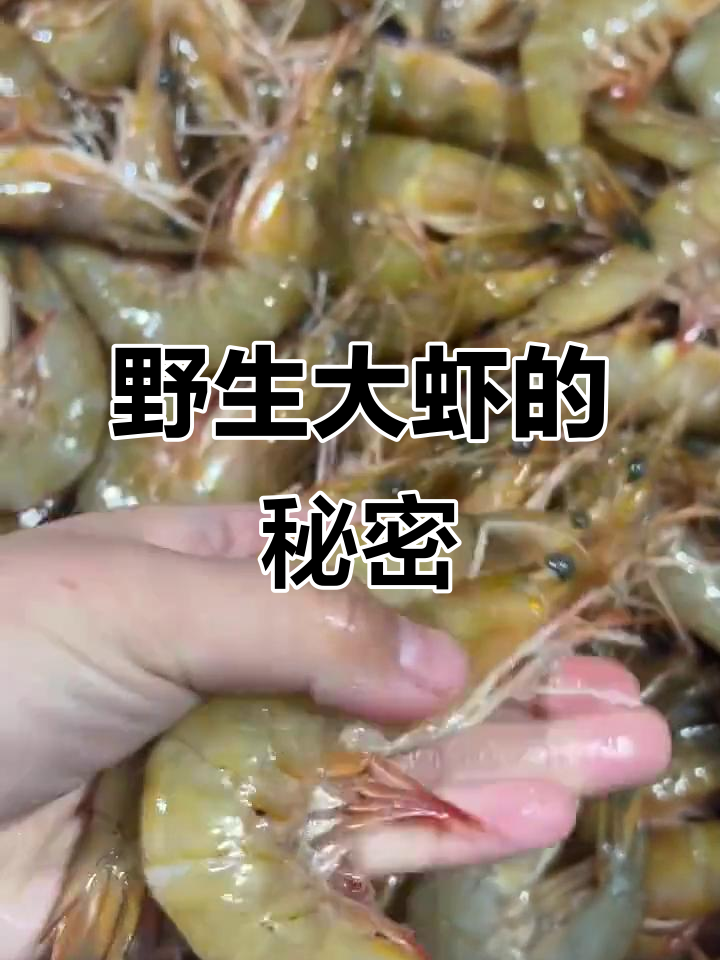 野生黄梢虾，颜色鲜亮、须长，营养丰富，老少皆宜