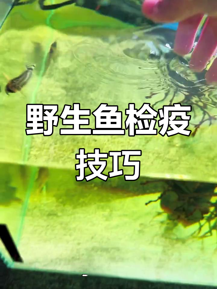 野生鼠鱼检疫全流程,如何预防交叉感染