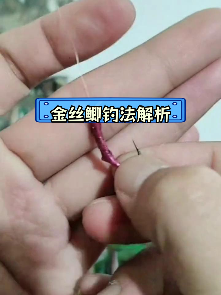 冬季钓鱼技巧:金丝鲫使用方法,轻松爆护黑坑鲤鱼