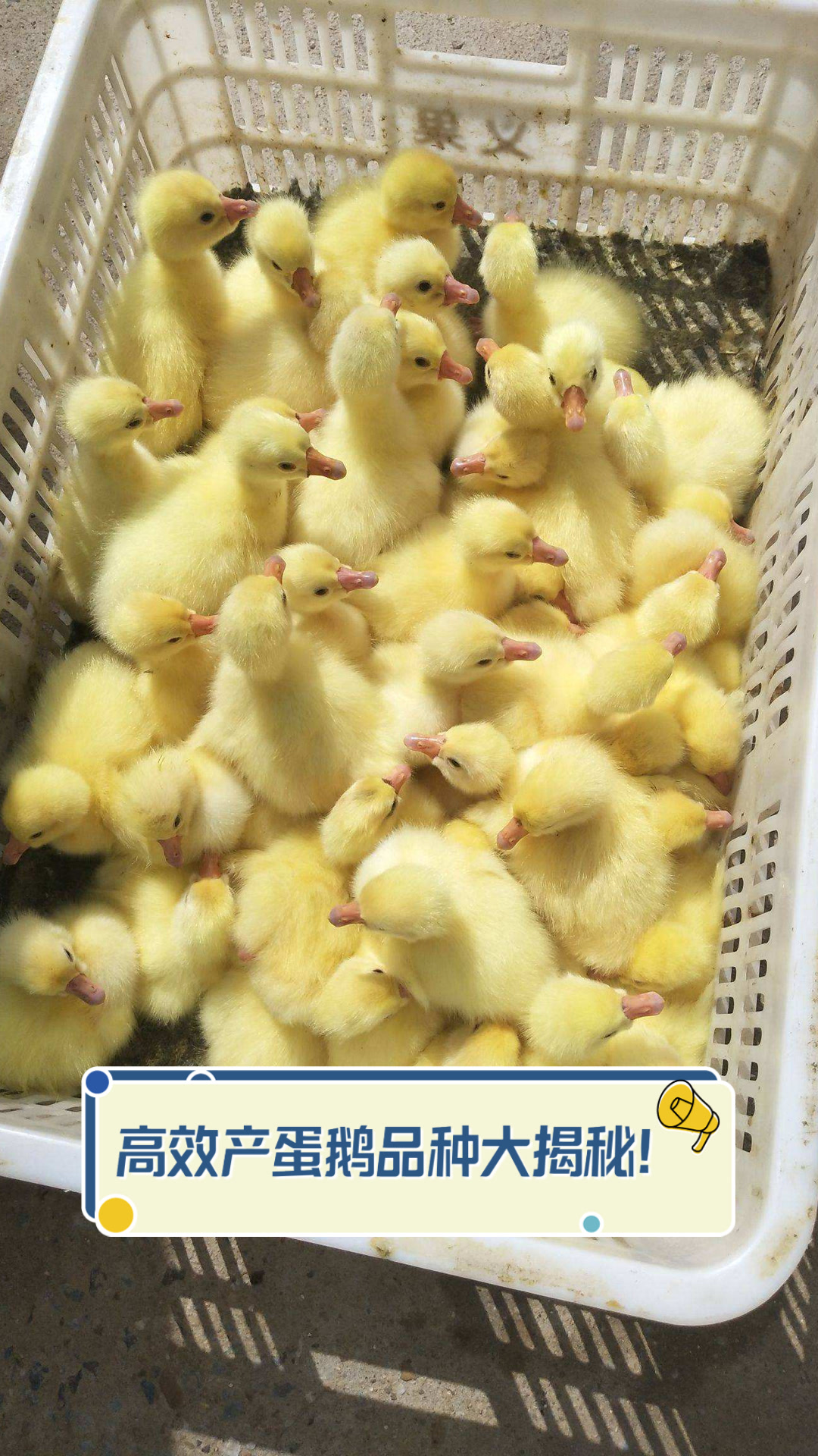 高效产蛋鹅品种大揭秘！
