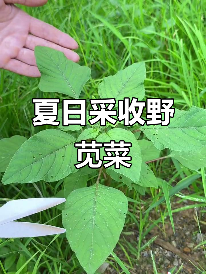 夏季农村采摘野苋菜,晒干叶子做饲料,块根炖汤美味