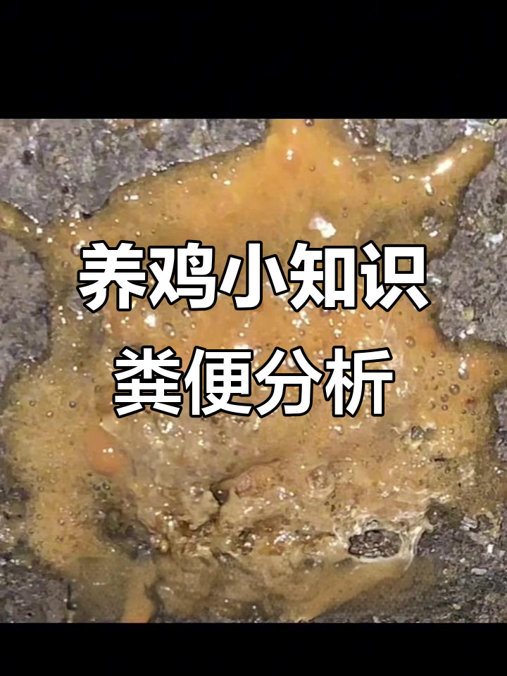 鸡粪识别与疾病应对,教你如何判断不同粪便信号