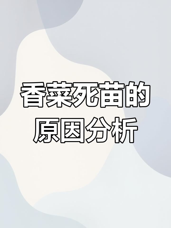 香菜死苗原因大揭秘:重茬种植、病虫害等全解析