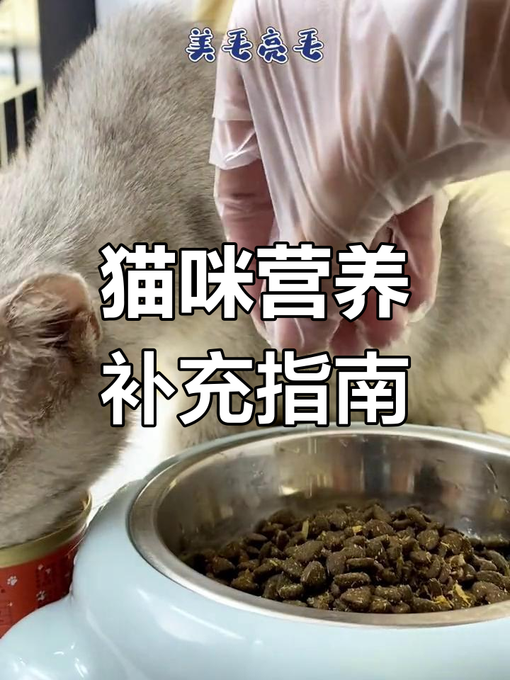 如何科学喂养猫鱼油和卵磷脂