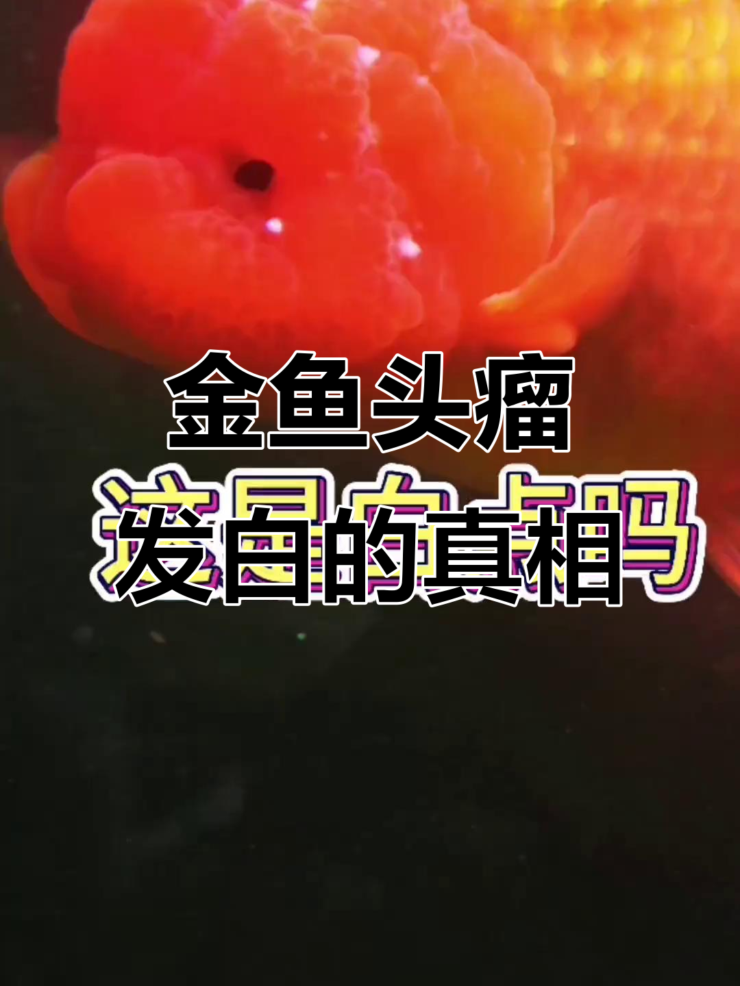 兰寿金鱼头瘤长白棉絮?别误以为是白点病!