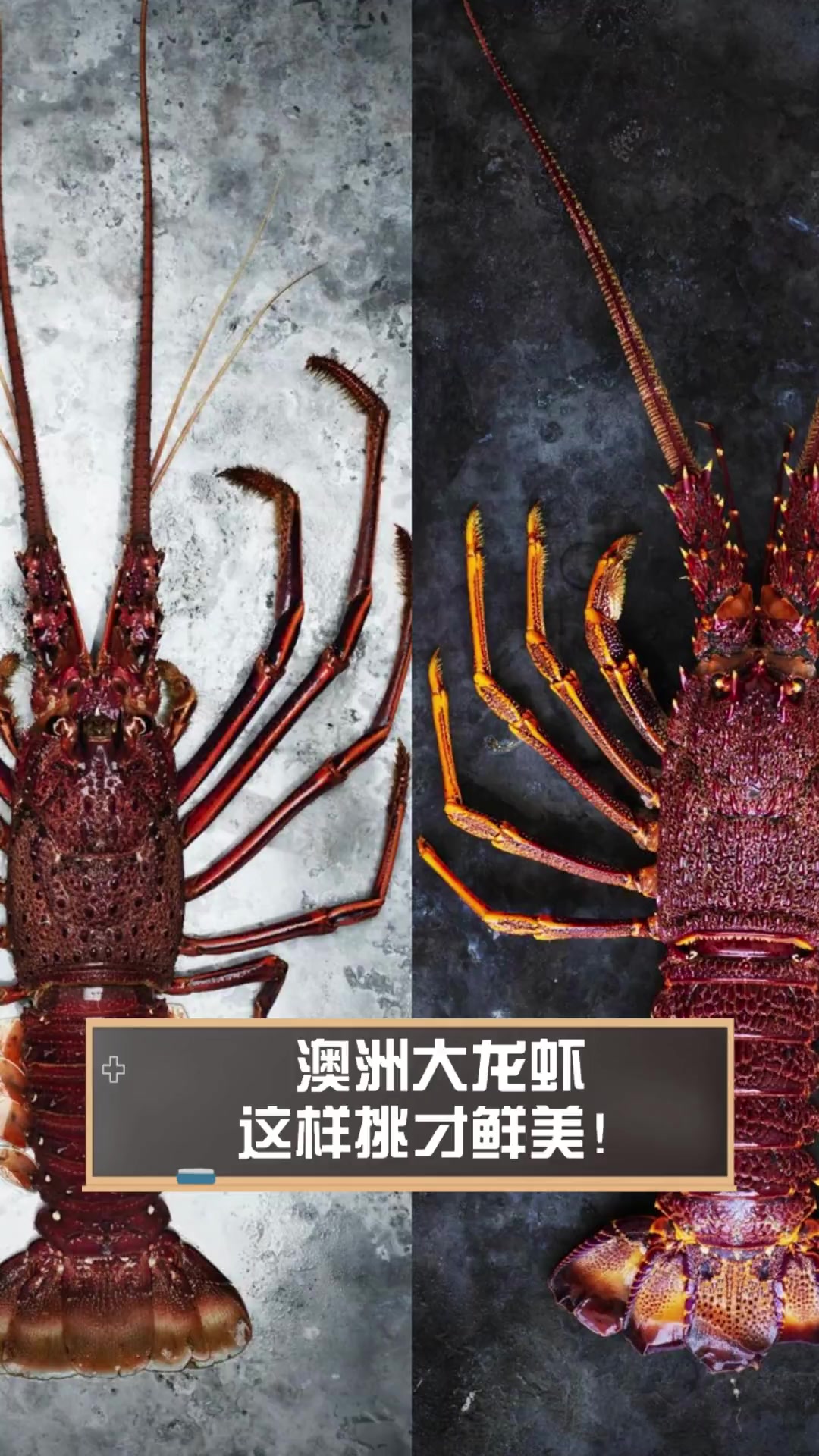 澳洲大龙虾,这样挑才鲜美!