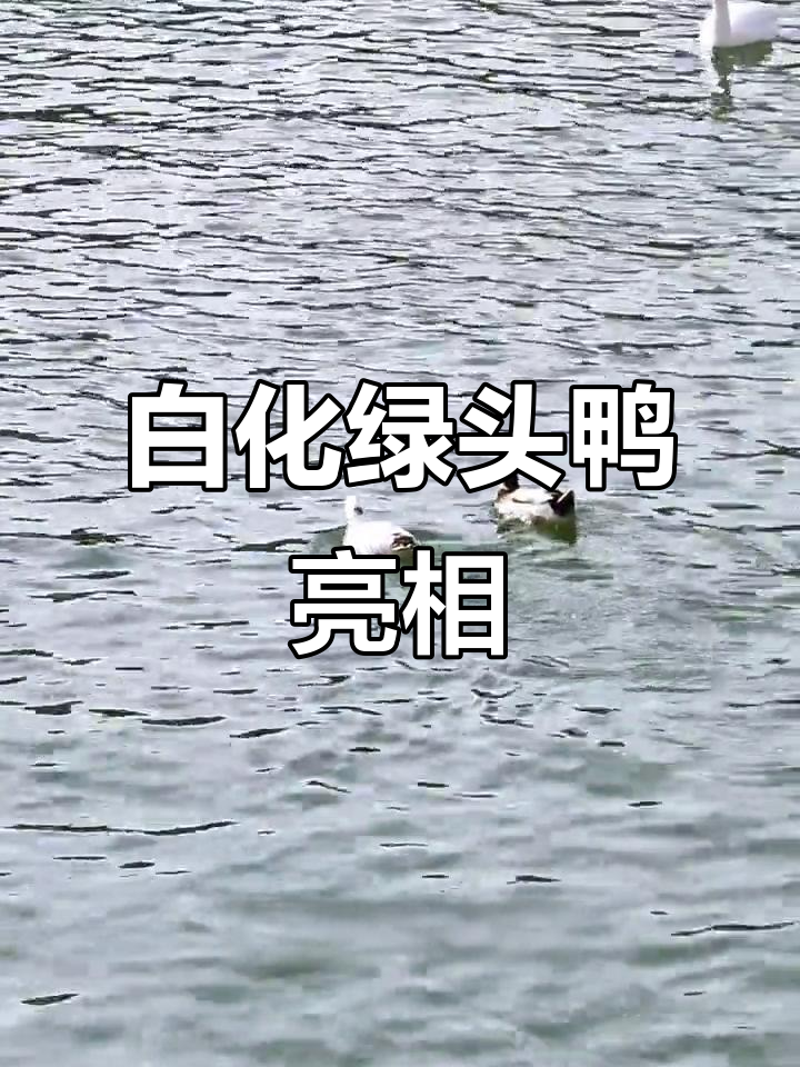 孔雀河现身白化绿头鸭,体格比普通野鸭大