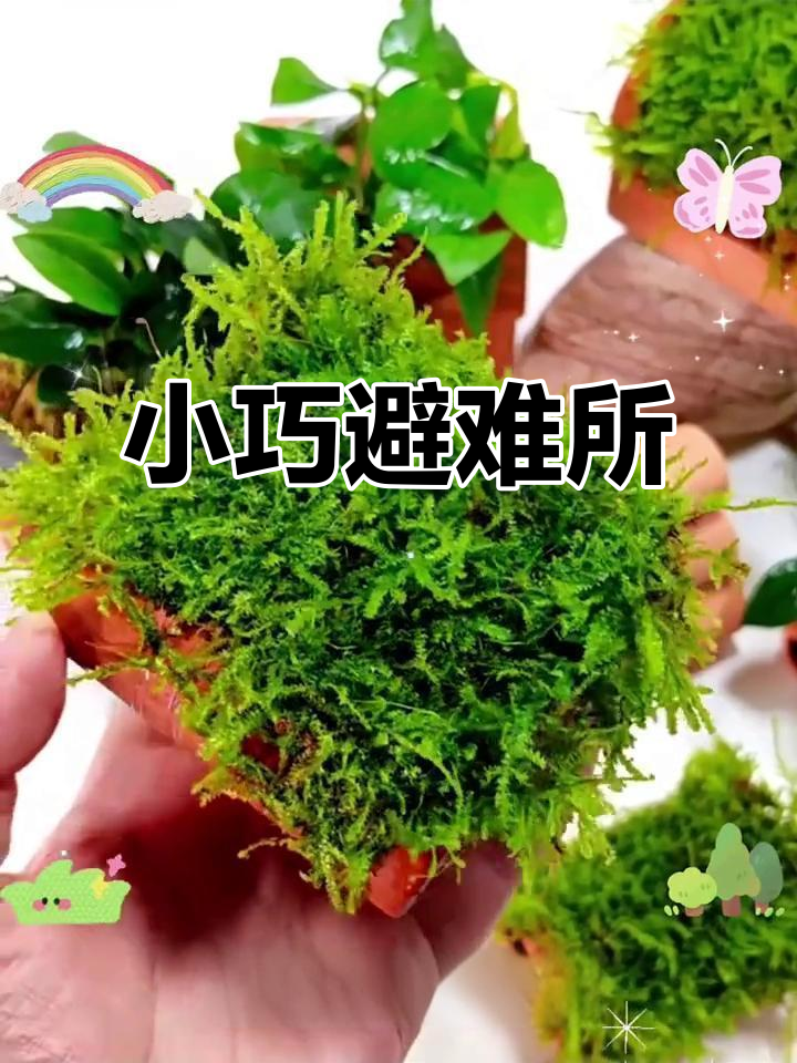 鱼缸小屋,卡通造型,适合小鱼虾藏身