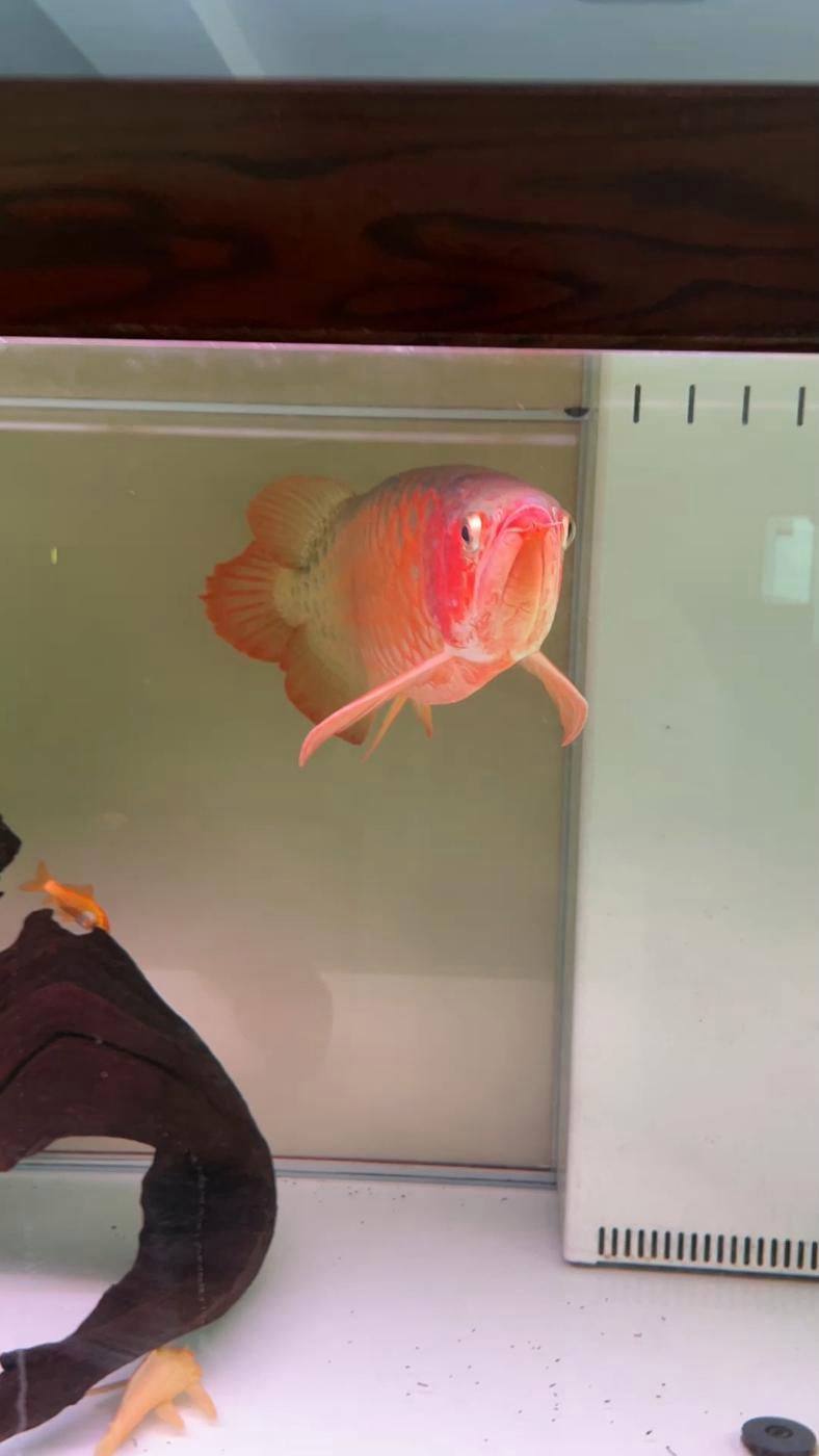 龙鱼拒食七天逆袭抢食停不下来 观赏鱼 水族 龙鱼 鱼缸 红龙