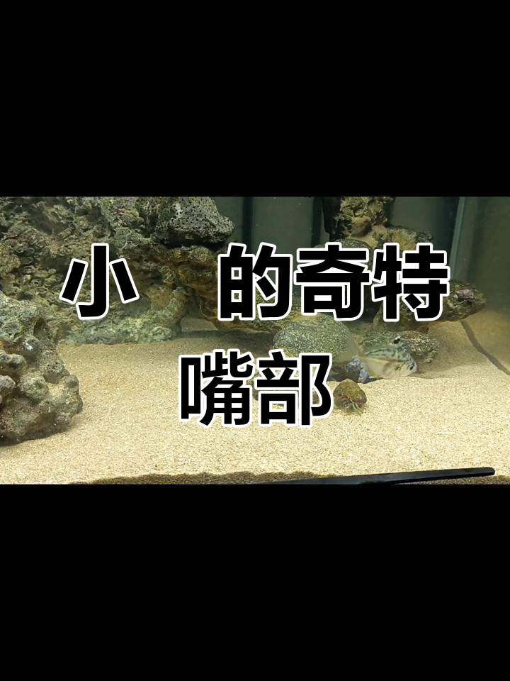小鲾成长,独特嘴巴让它能滤食沙中碎屑